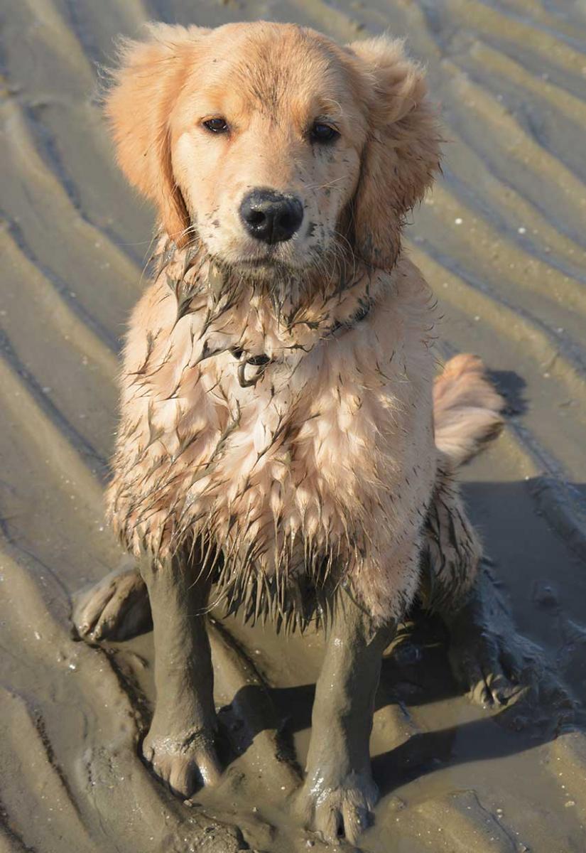 Golden Puppy in Sand